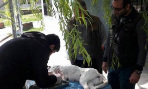 Kırkağaç Belediyesi sokak hayvanlarını tedavi ettiriyor