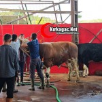 kirkagacta-kurbanlar-jpg2-jpg3